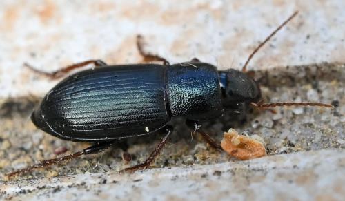 Réf. 343 814 : Ophonus azureus